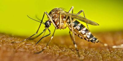 Dengue Fever বিষয়ক Paragraph লিখন, ১৯ম পর্ব, এইচএসসি ইংরেজি ২য় পত্র